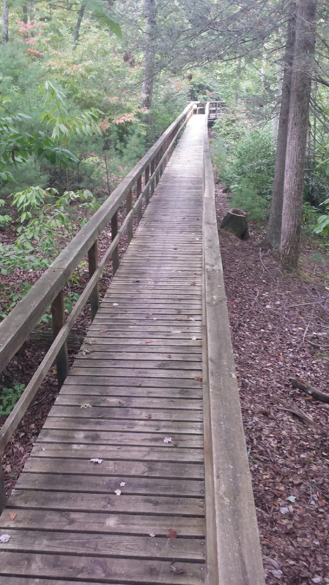 Long wood walkway with handrails built through the woods in Midway City